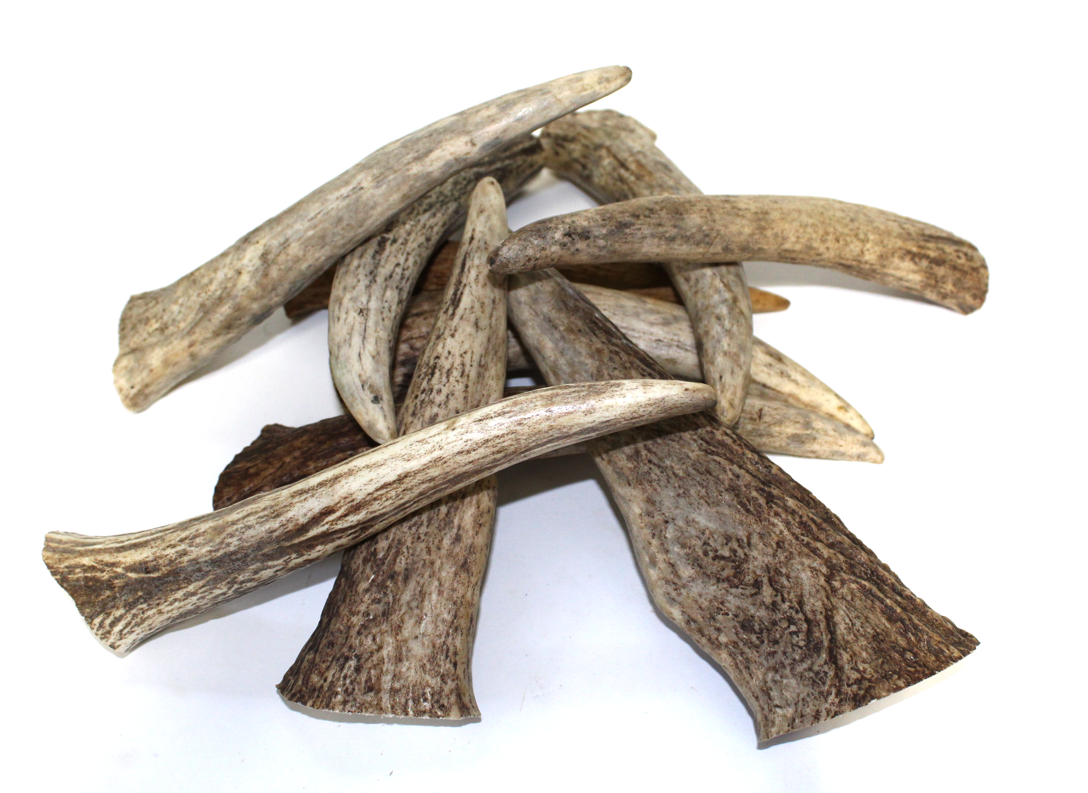 Premium Moose Tines( Select-a-size)