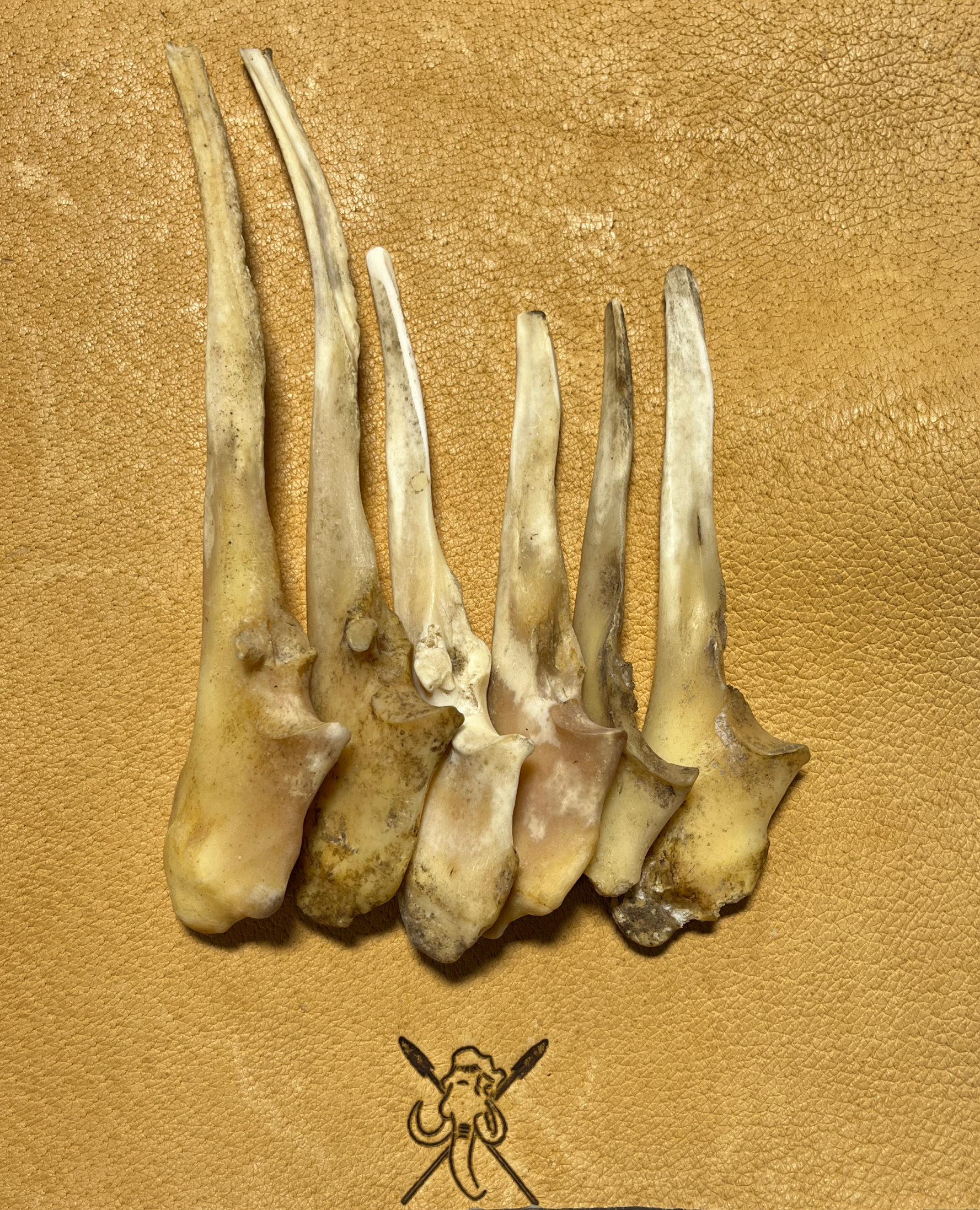 Ulna Bone Pressure flaker