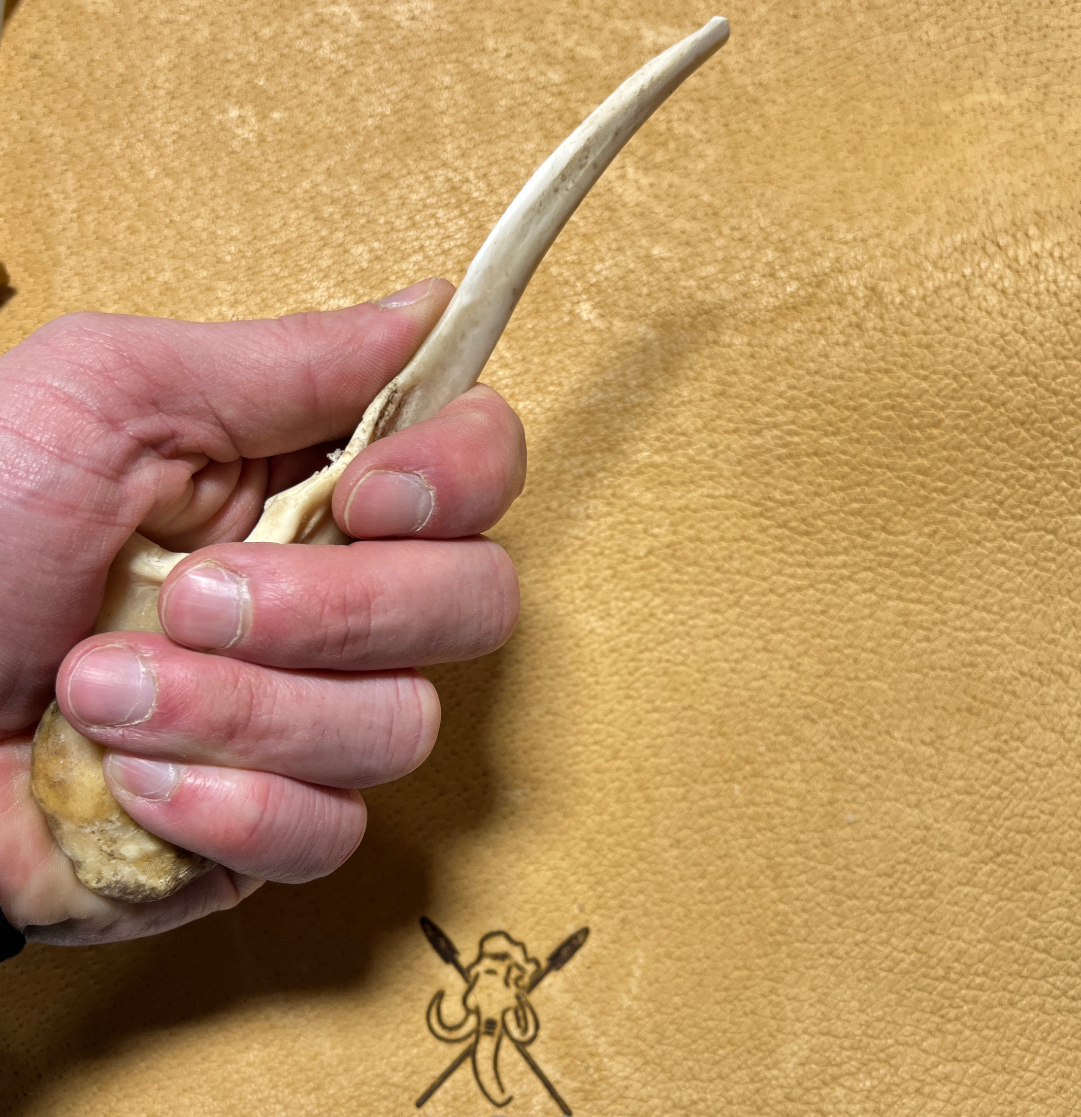 Ulna Bone Pressure flaker